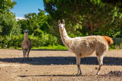 Camping Sainte Marie